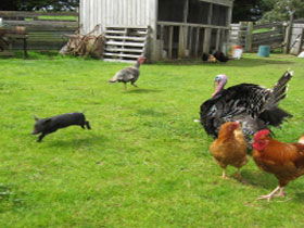 Echo Farm - Accommodation Daintree 0