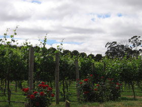 Manyara Vineyard - Accommodation Daintree 0