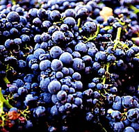 Laurel Bank Vineyard - Accommodation Daintree