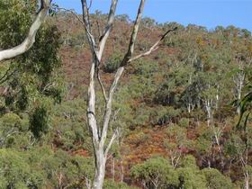 Black Hill Conservation Park - Accommodation Daintree 0