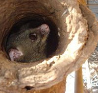 Mulga Sanctuary and Wildlife Park - Accommodation Daintree