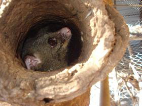 Mulga Sanctuary And Wildlife Park - Accommodation Daintree 0