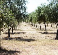 Talinga Grove Olive Oils - Accommodation Daintree