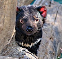 Trowunna Wildlife Sanctuary - Accommodation Daintree