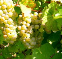 Winstead Vineyard - Accommodation Daintree