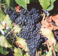 Darlington Vineyard - Accommodation Daintree