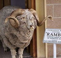 Tasmanian Wool Centre