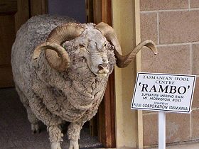 Tasmanian Wool Centre - Accommodation Daintree 0