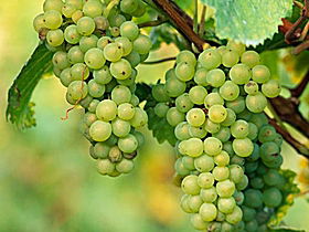 TP Vineyards - Accommodation Daintree 0