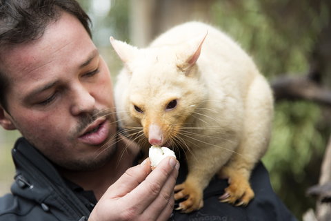 Bonorong Wildlife Sanctuary - Accommodation Daintree 4