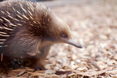 Bonorong Wildlife Sanctuary - Accommodation Daintree 5