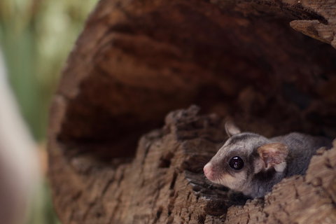 Bonorong Wildlife Sanctuary - Accommodation Daintree 6