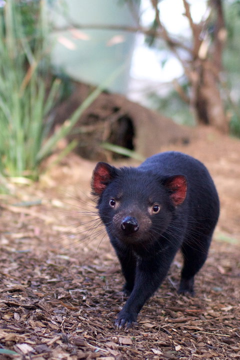 Bonorong Wildlife Sanctuary - Accommodation Daintree 7