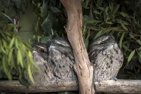 Bonorong Wildlife Sanctuary - Accommodation Daintree 8