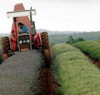 Bridestowe Lavender Farm - Accommodation Daintree