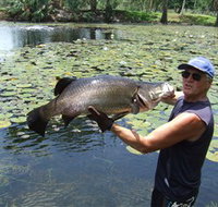 Barra Feeding - Accommodation Daintree