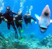Jew Shoal Dive Site - Accommodation Daintree