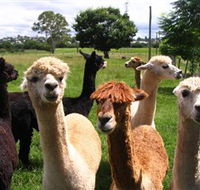 Banyandah Alpacas - Accommodation Daintree