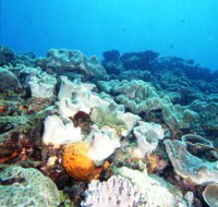 Mudjimba Old Woman Island Dive Site - Accommodation Daintree