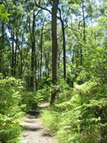 Mapleton Falls National Park