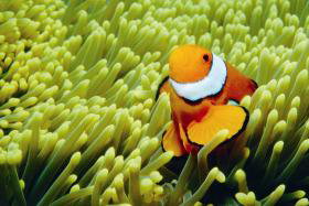 Cairns QLD Accommodation Daintree