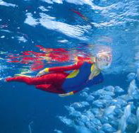 Great Detached Reef Dive Site - Accommodation Daintree