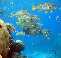 Coral Gardens Dive Site Flynn Reef - Accommodation Daintree