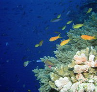 The Three Sisters Dive Site - Accommodation Daintree