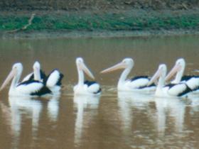 Pelican Point - Accommodation Daintree 0