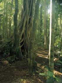  Accommodation Daintree