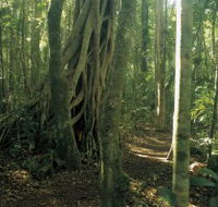 Mount Bithongabel - Accommodation Daintree