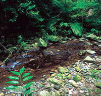 Wompoo Walk - Accommodation Daintree