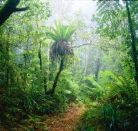 Lamington National Park Green Mountains Section - Accommodation Daintree