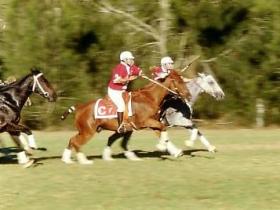 Montrose QLD Accommodation Daintree