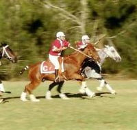 Morgan Park - Accommodation Daintree