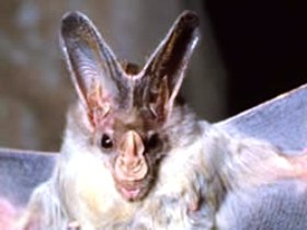 Mount Etna Caves National Park - Accommodation Daintree 0