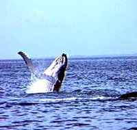 Whale Watching - Accommodation Daintree