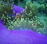 The Lady Bowen Dive Site - Accommodation Daintree