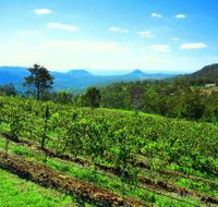 Preston Peak Wines - Accommodation Daintree