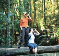 Birdwatching on the Fraser Coast - Accommodation Daintree