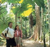 Licuala State Forest - Accommodation Daintree