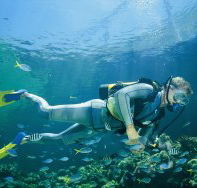 Manta Ray Bommie Dive Site - Accommodation Daintree