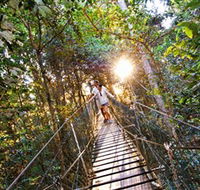 Tree Top Walkway - Accommodation Daintree