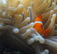 Flat Rock Dive Site - Accommodation Daintree
