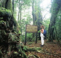 Tooloona Creek circuit - Accommodation Daintree