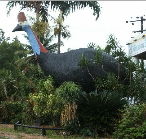 The Big Cassowary - Accommodation Daintree