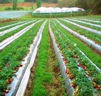 Kookaberry Strawberry Farm - Accommodation Daintree
