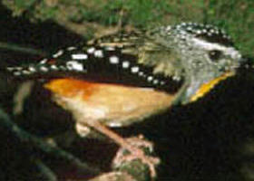 Benalla VIC Accommodation Daintree