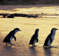 Phillip Island Nature Park - Accommodation Daintree
