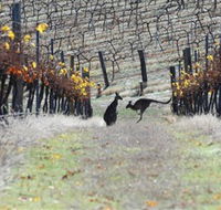 Blue Pyrenees Estate - Accommodation Daintree